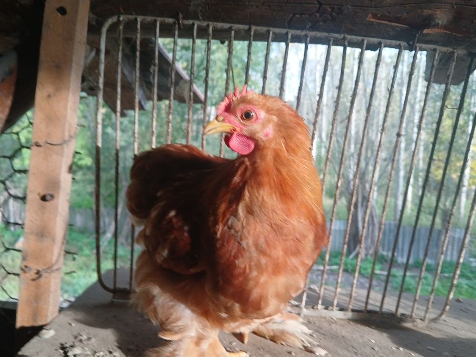 Cocos chochinchina pitic
