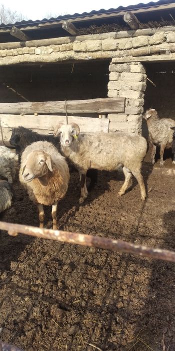 Қошқар сатам екі бас 100000мын 70000 мын келісім бар