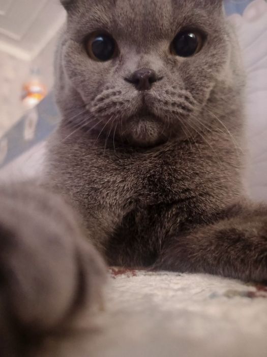 Вязка кота бесплатно