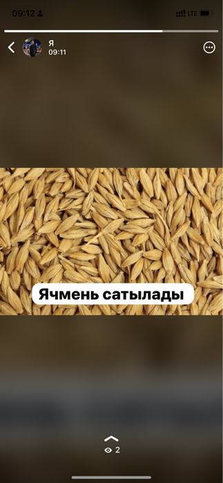 Ячмень продамм  село Сауле.