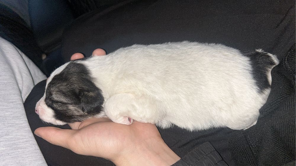 щенок в хорошие руки