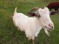 Сельхозживотные козы продам семью коз молочной породы