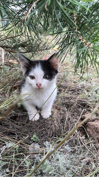 Отдам котенка в добрые руки