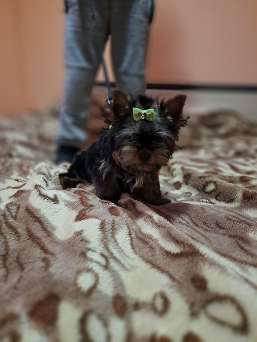 Йоркширски териер