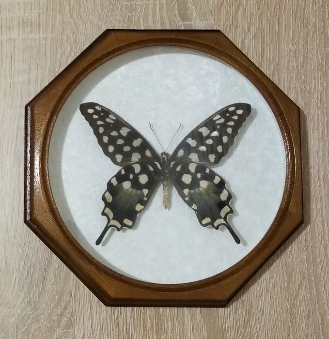 Бабочка экзотическая в рамке под стеклом