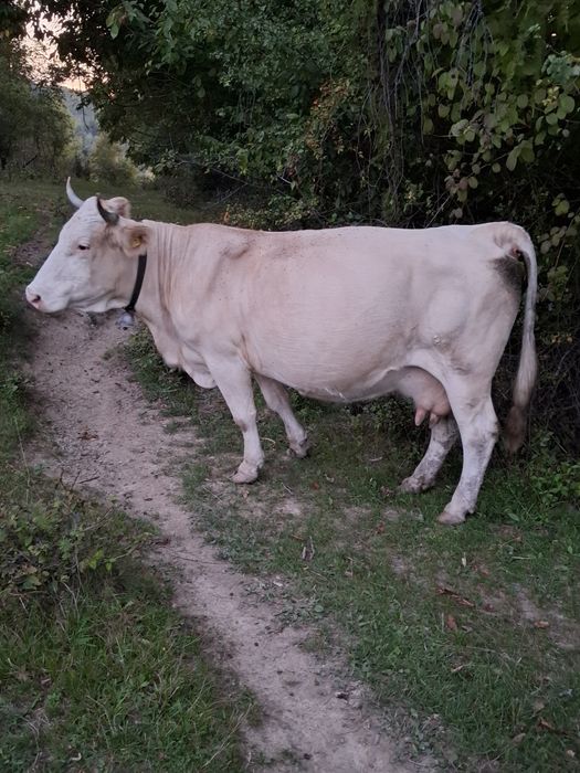 Vaci de vânzare.