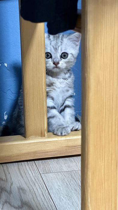 Шотладская прямоухая котенок