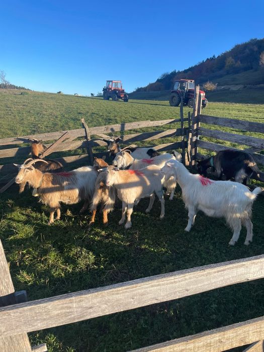 Capre de vânzare. 400 lei bucata