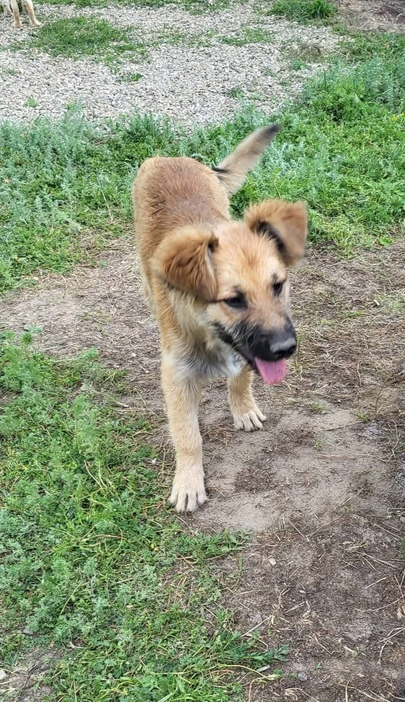 Căutăm familii pentru 6 cățeluși abandonați