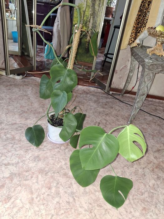 Монстера домашнее растение