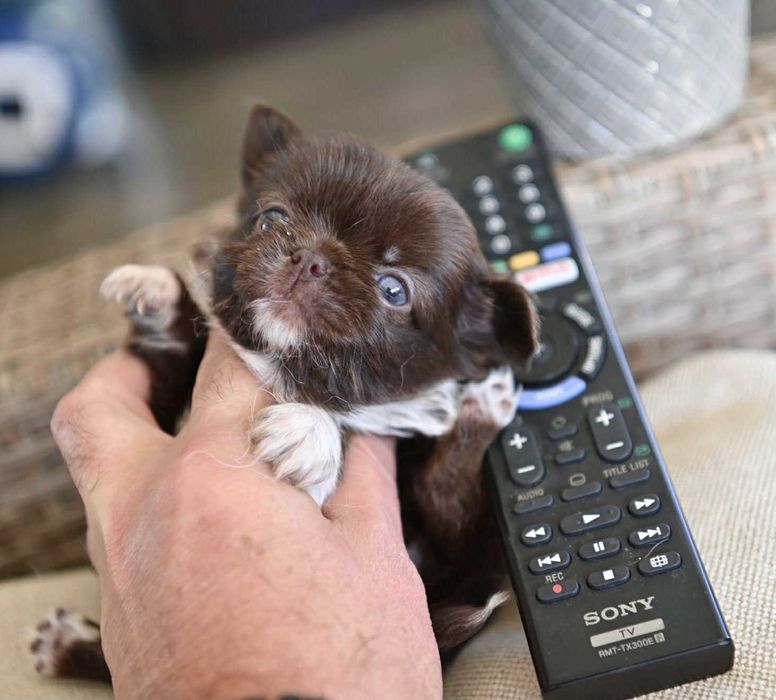 Женско дългокосместо мини чихуахуа шоколадово