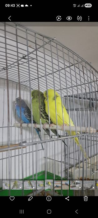 Ангоркалар сотилади