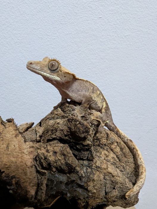Soparla Gecko Crested juvenil - activ, sănătos (pt. începători și pasi