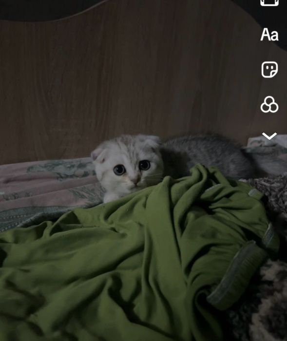 Девочка вислоухая готова к переезду