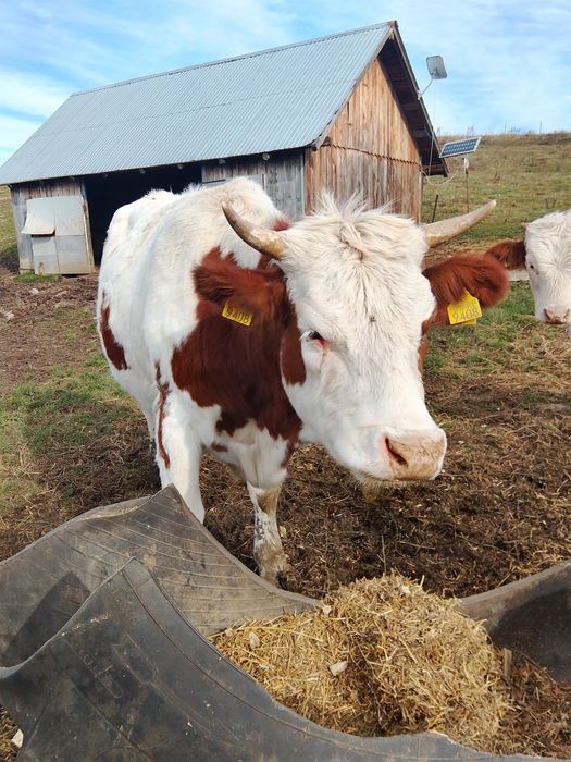 Vând juninci a fata