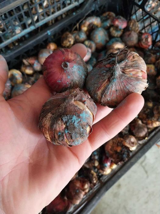 Bulbi de tuberoze albe, si gladiole