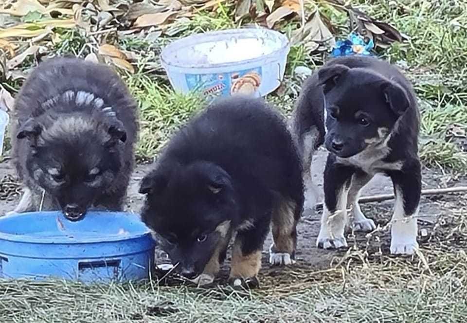 Щенки ищут дом! Есть мальчики и девочки!