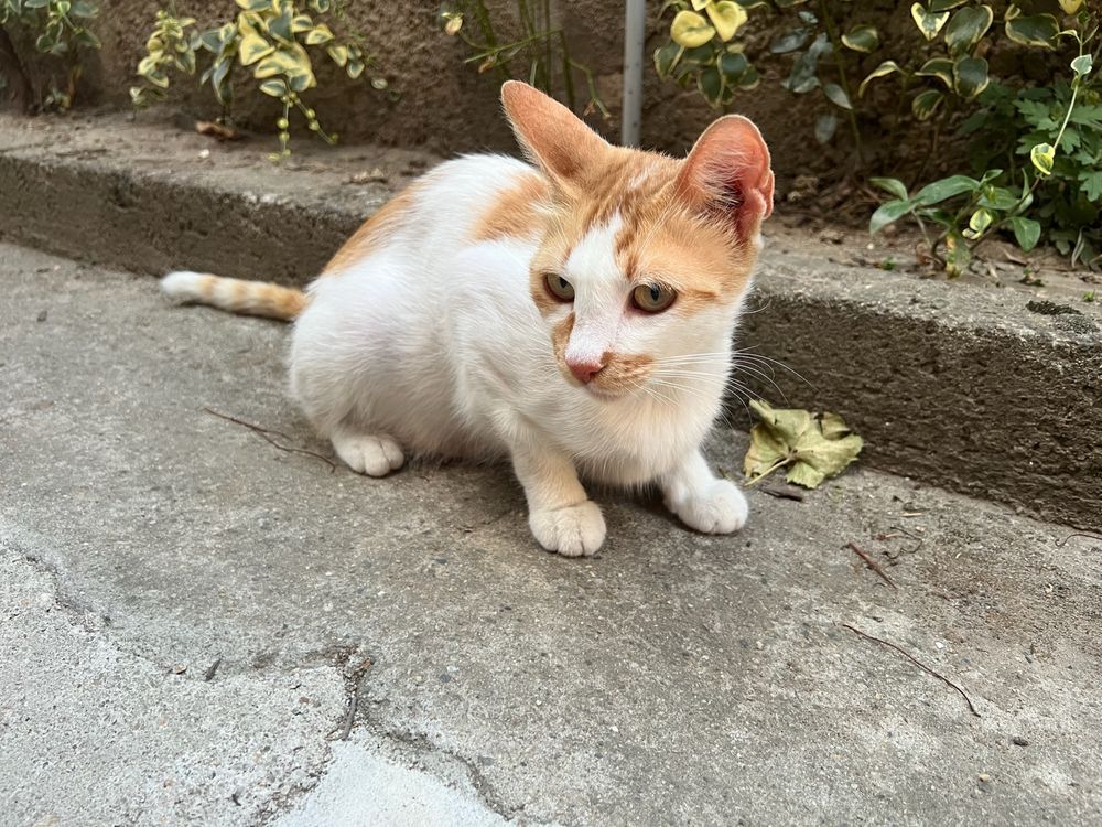 Котенца и котка за осиновяване