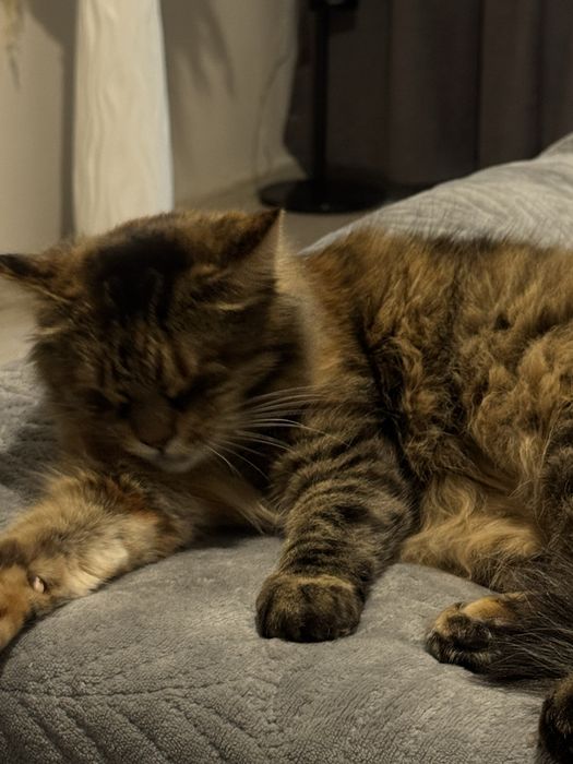 Потерялась Кошечка