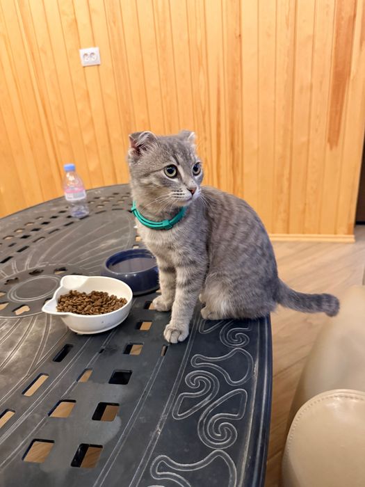 Нашел кошку серая