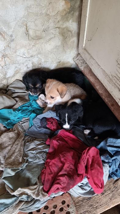 Подарявам две кученца момче и момиче