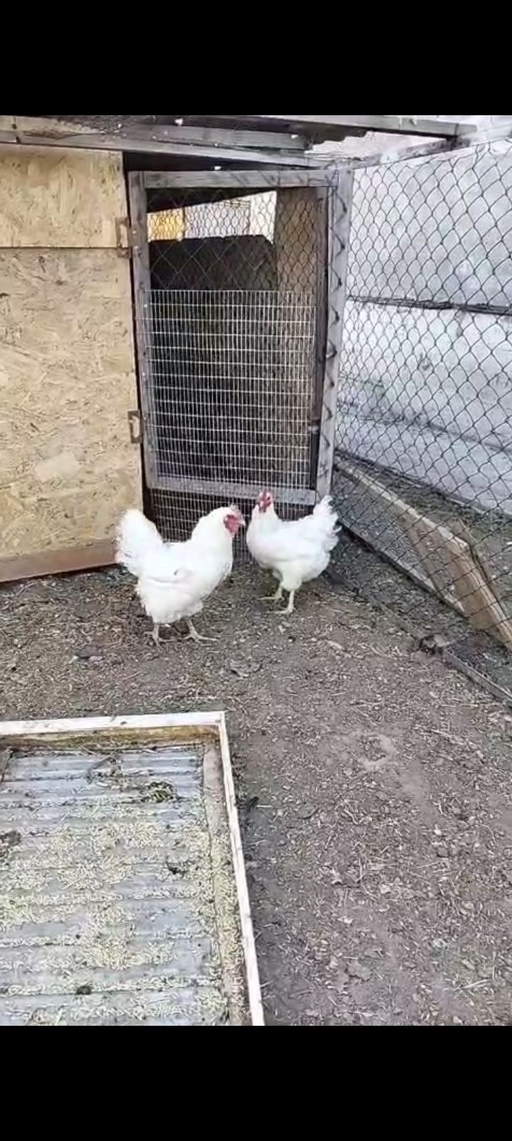 Белые куры джерсийских гигантов