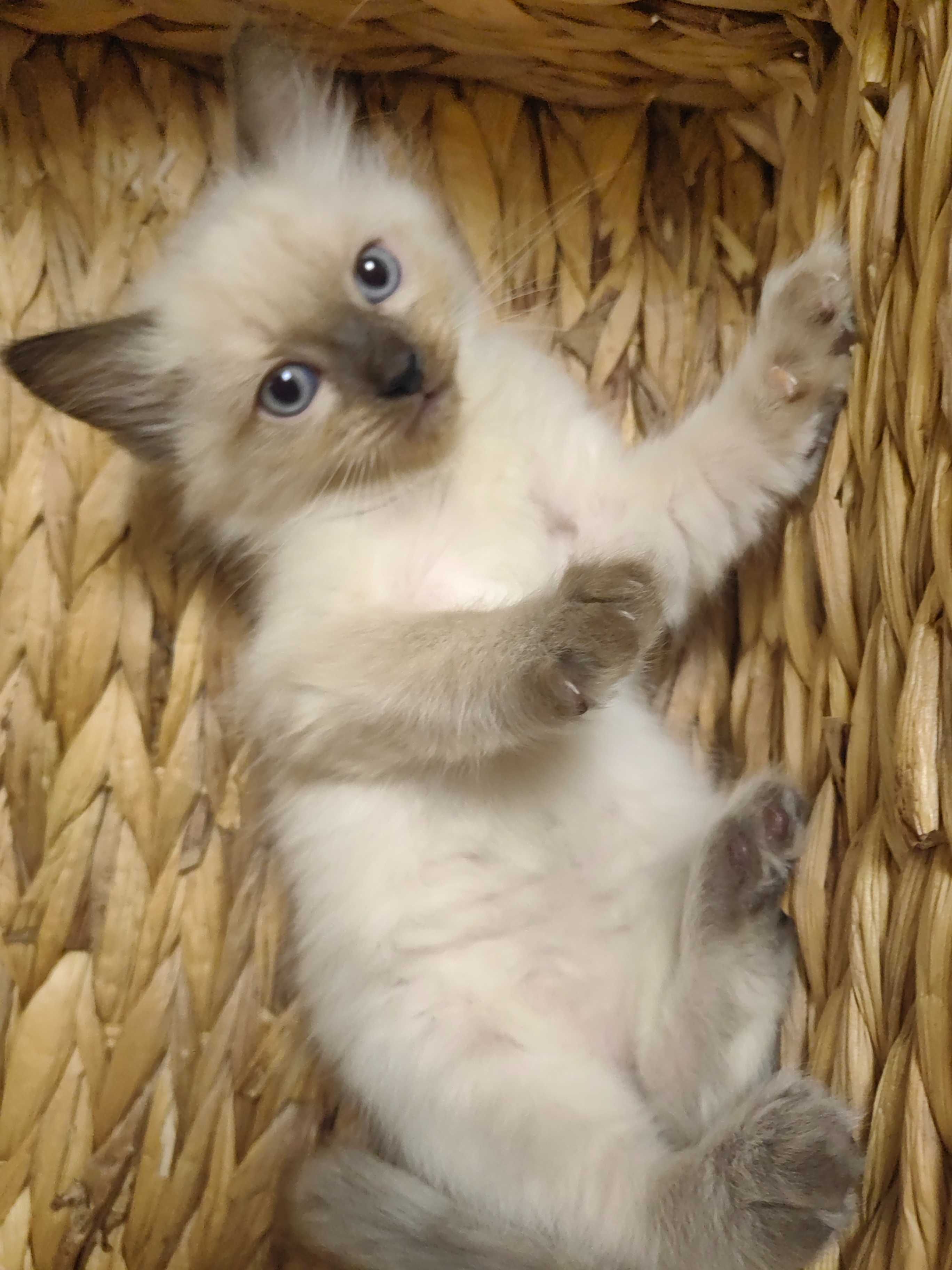 Чистокръвни котенца Ragdoll
