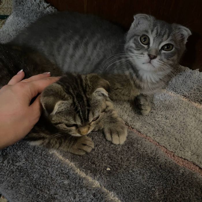 Продаются котята 3 с половиной месяца скотишфулд британцы