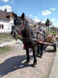 Vind armăsar de 5 ani garantat la lri ce lucru