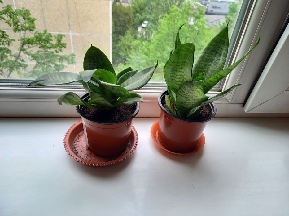 Сансивиерия Алматы