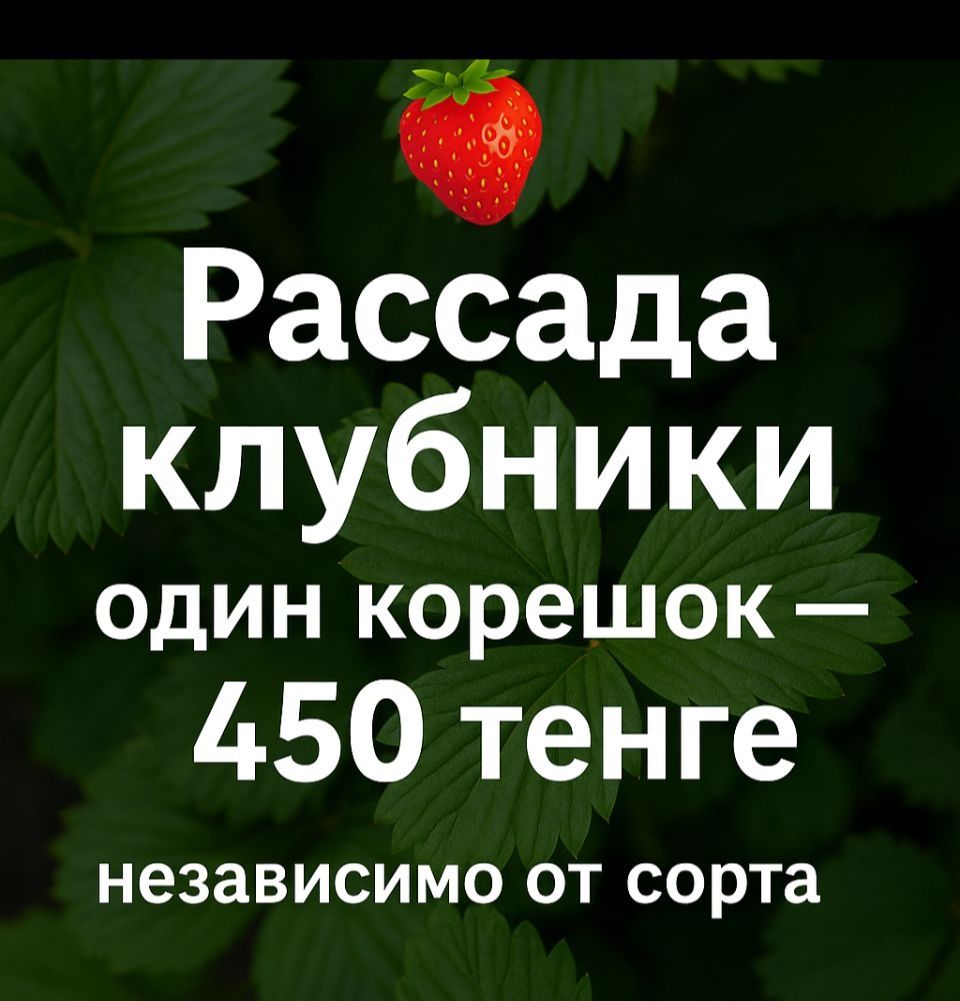 Продам рассаду клубники