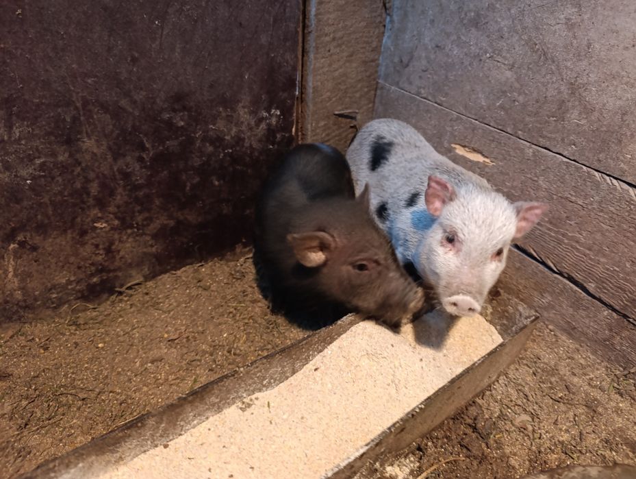 Продавам виетнамски прасета