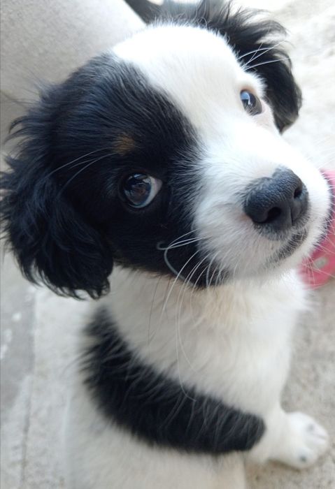 Donez cățel vârstă 3 luni