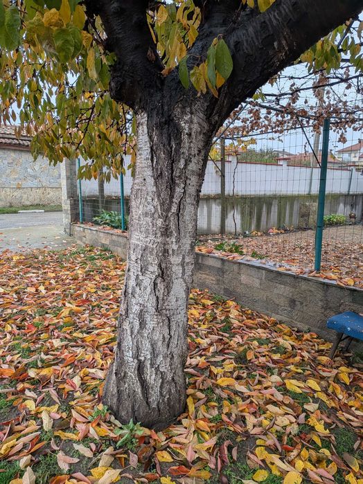 Ствол на череша и орех за дървен материал