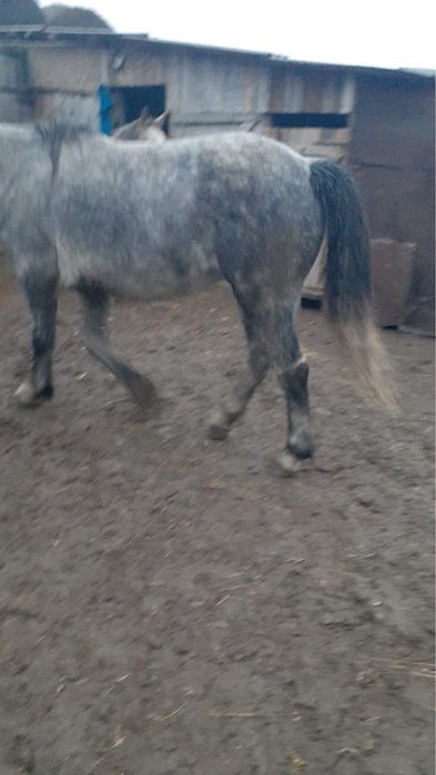 Продается лошадь