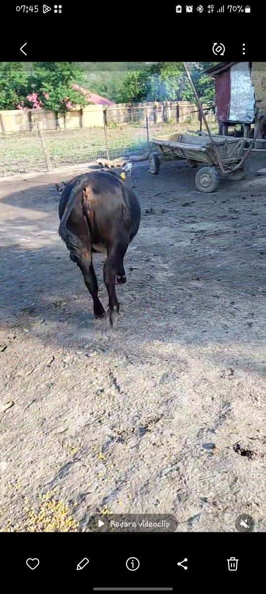 Vaca de vanzare .