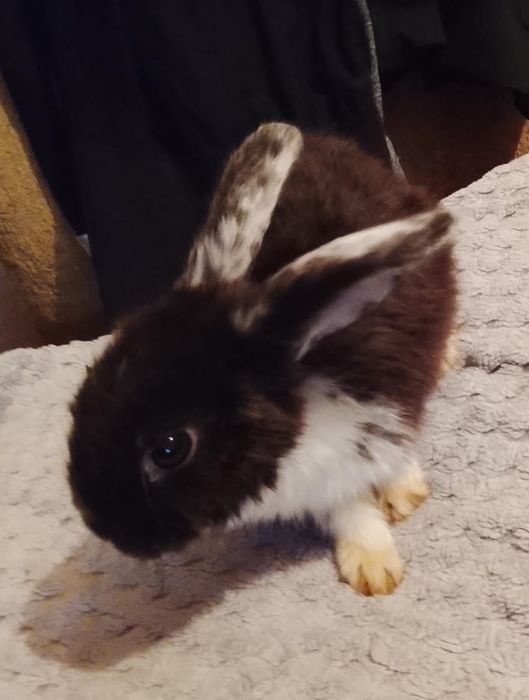 Продам двух декоративных кроликов)