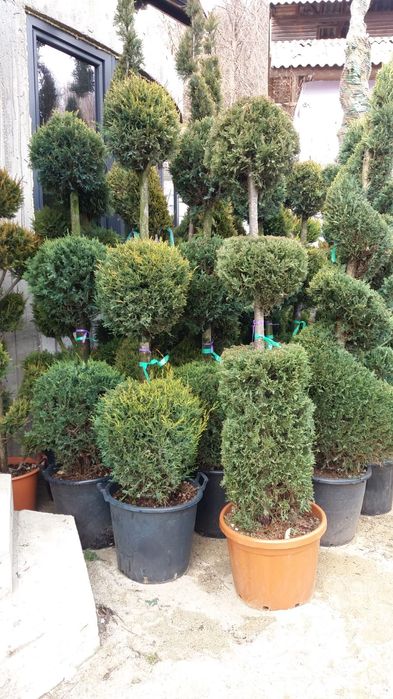 Vindem plante ornamentale de mai multe dimensiuni