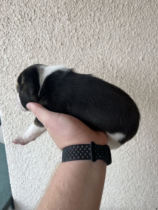 Продавам Куче порода бигъл