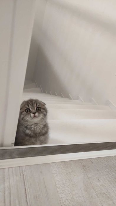 Пародаси Скоттиш фолд киз бола