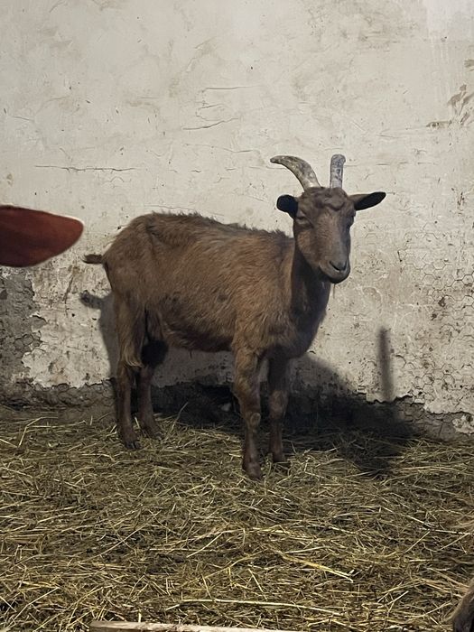 Vând capre tinere bune de lapte prețul pleacă de la 300 de lei .