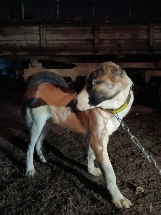 собака күшік ит 6ай