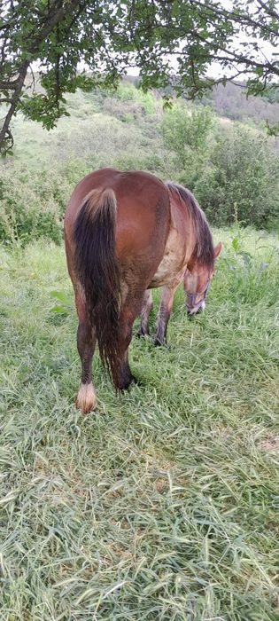 Cai de vinzare cirlana 1an și 3 lunii