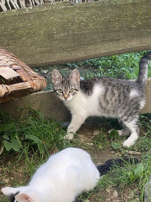 Donatie pisicute