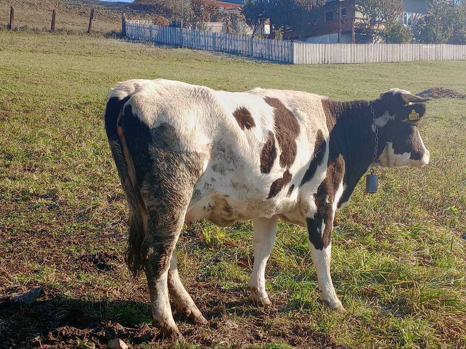 Vacă, varsta de 3 ani