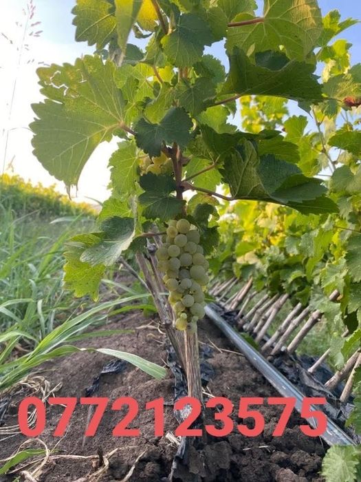 Butasi vita de vie direct de la producator