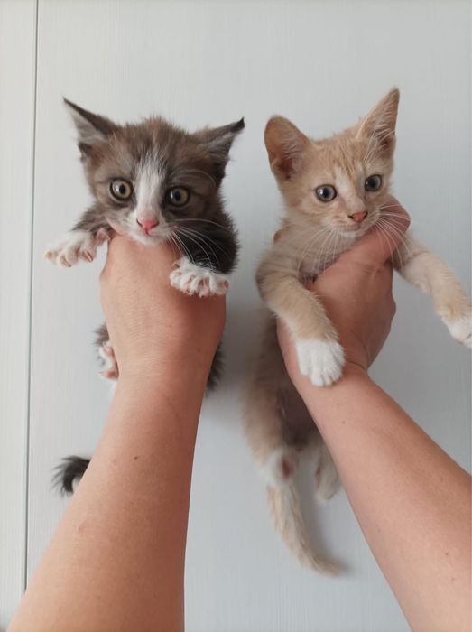 Отдам котят в добрые руки