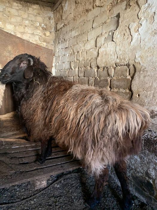 КОШКАР САТАМ продам баран