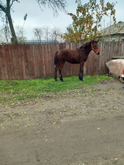 Vând iapa în vârstă de 11 ani și manz de 6 luni