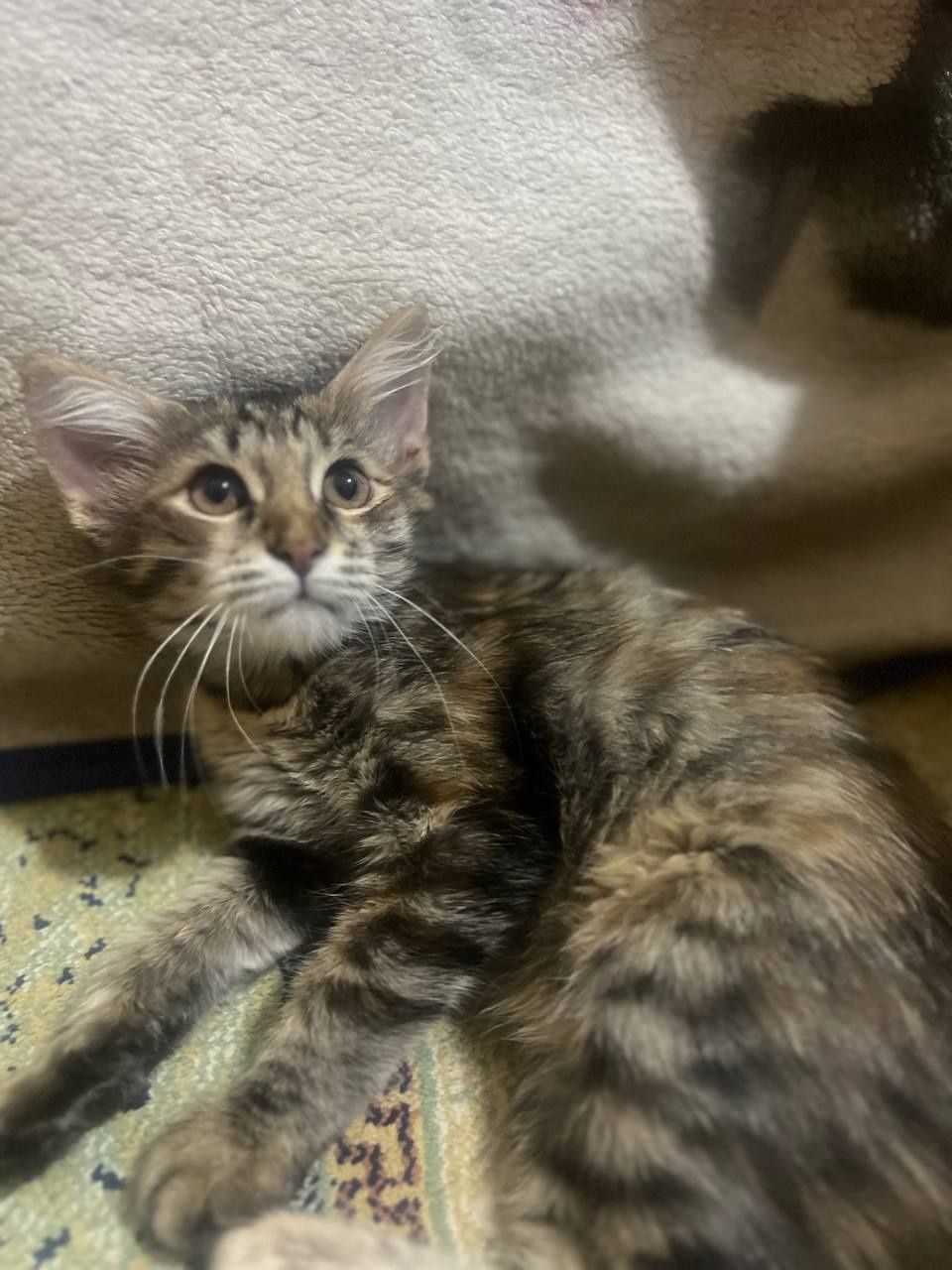 Отдадим милую котенку